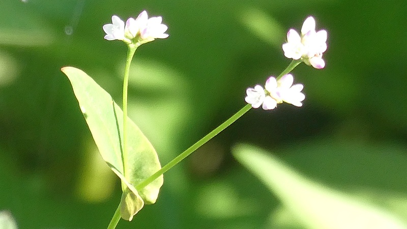 ウナギツカミの花