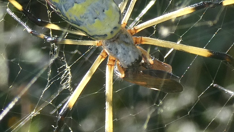 チュウゴクアミガサハゴロモを食べるジョロウグモ