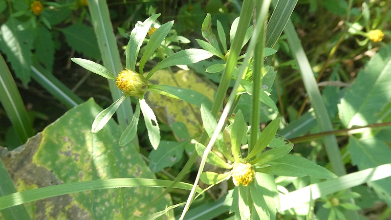 アメリカセンダングサの花