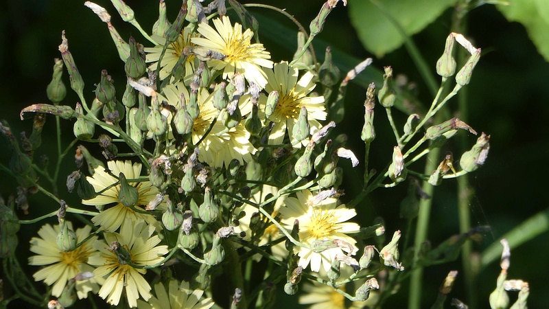 アキノノゲシの花