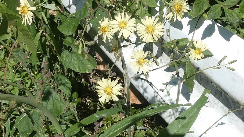 アキノノゲシの花