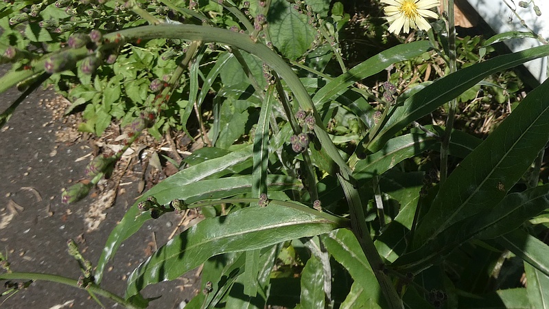 アキノノゲシの花