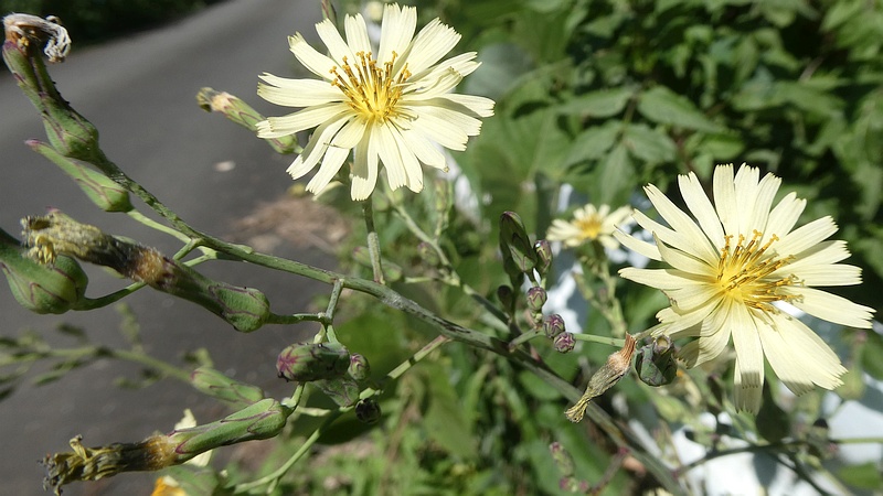 アキノノゲシの花
