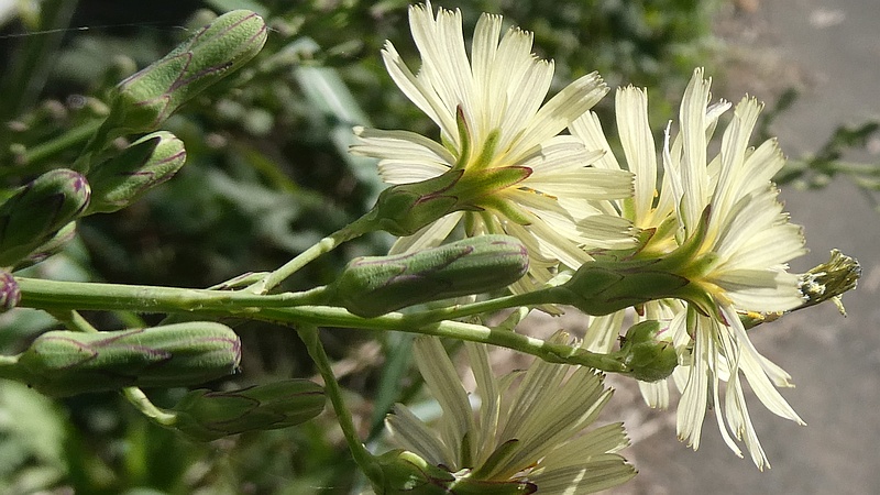 アキノノゲシの花