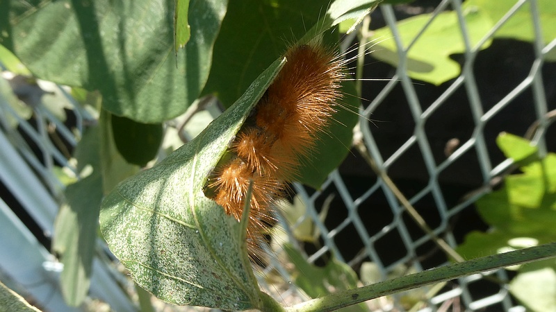 オビヒトリの幼虫