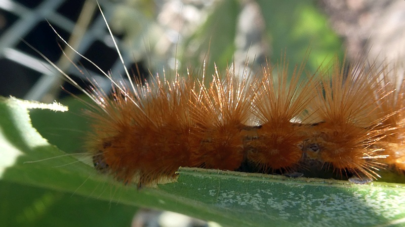 オビヒトリの幼虫