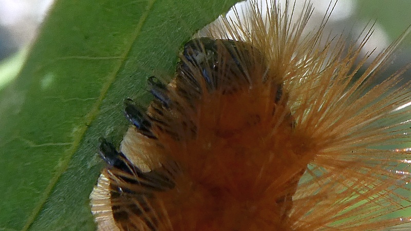 オビヒトリの幼虫