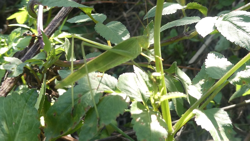 ツユムシ♀