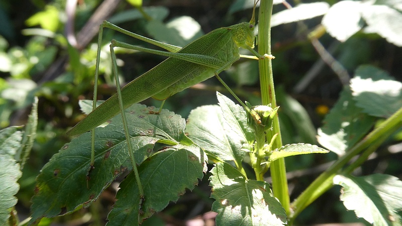 ツユムシ♀