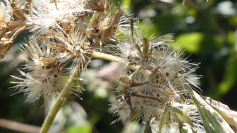 ヒヨドリバナの花