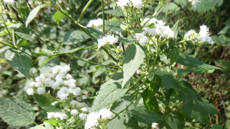 マルバフジバカマの花