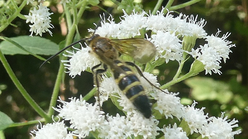マルバフジバカマのキンケハラナガツチバチ