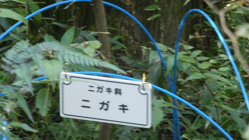 ニガキ