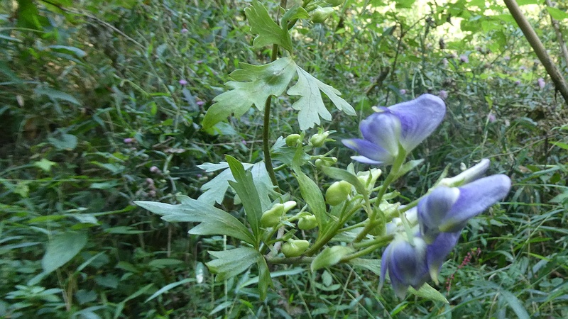 ツクバトリカブトの花