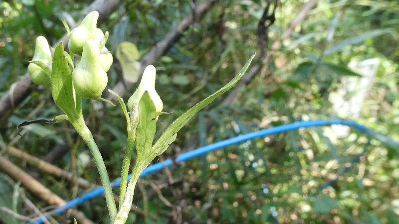 ツクバトリカブトの花
