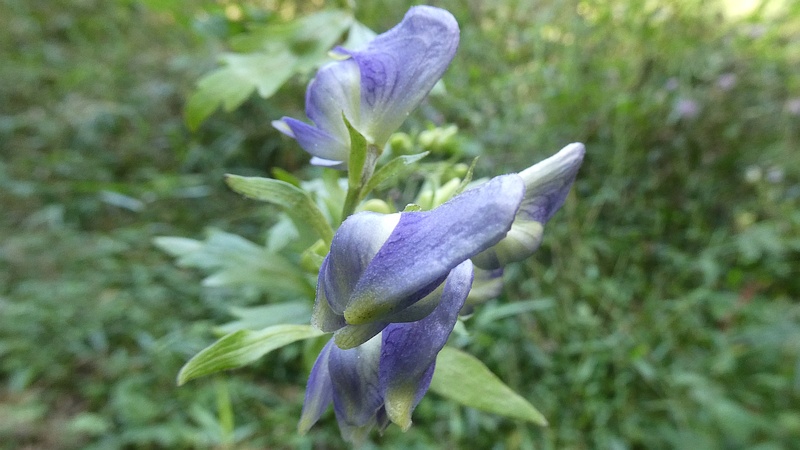 ツクバトリカブトの花