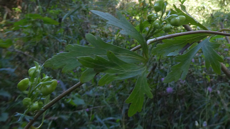 ツクバトリカブトの花