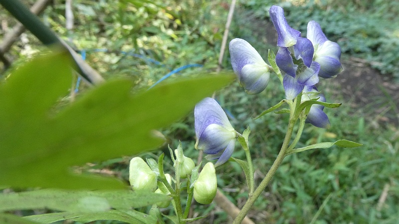 ツクバトリカブトの花