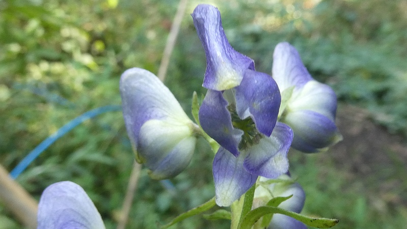 ツクバトリカブトの花
