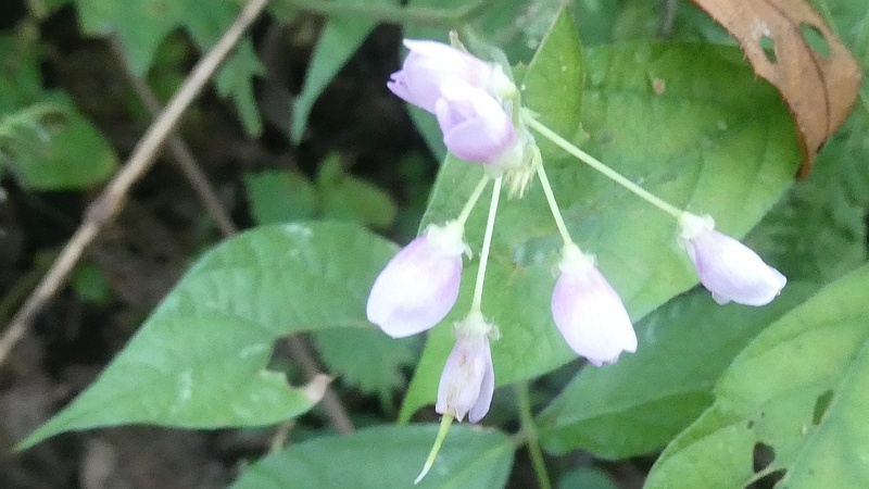 フジカンゾウの花