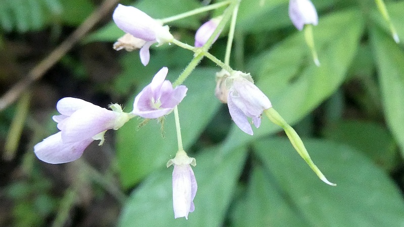 フジカンゾウの花
