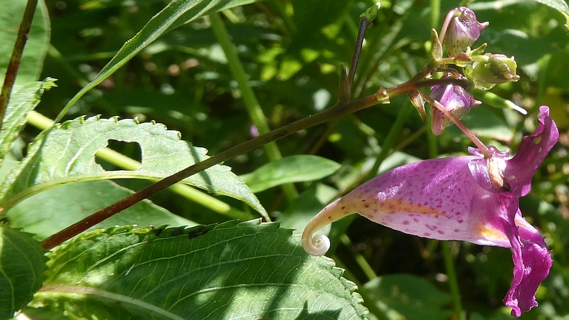 ツリフネソウの花