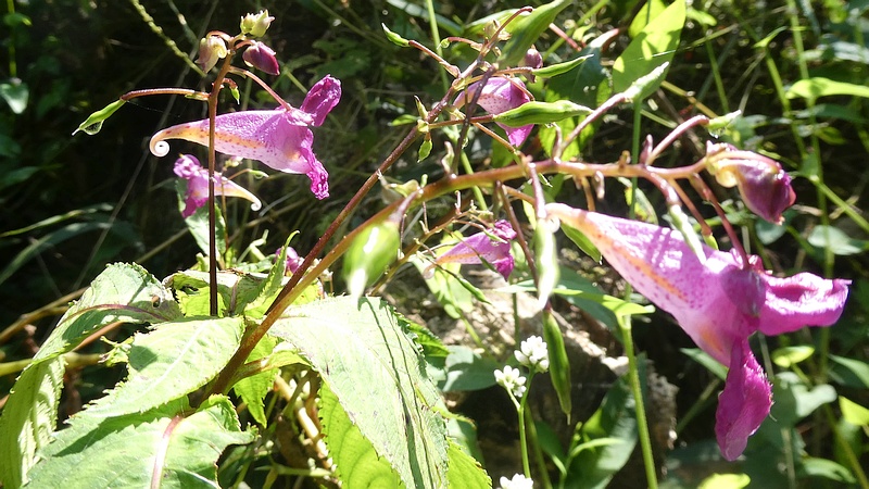 ツリフネソウの花