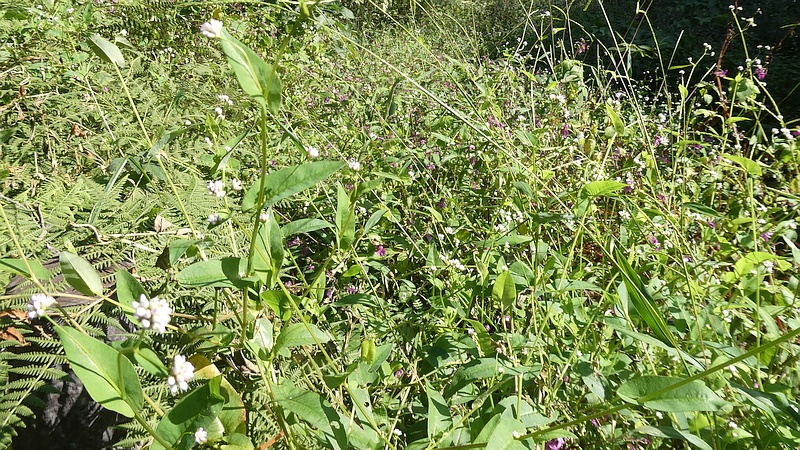 ウナギツカミの花