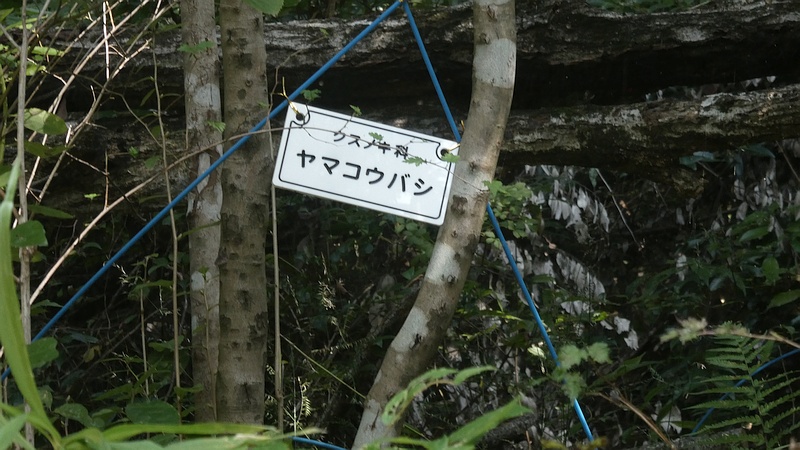 ヤマコウバシ
