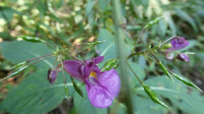 ツリフネソウの花