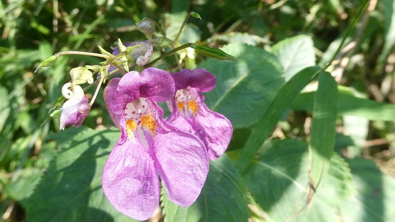 ツリフネソウの花