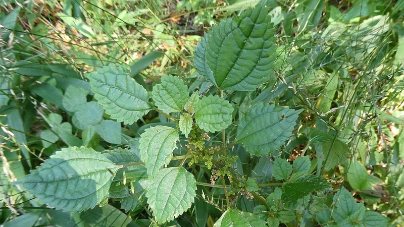 アオミズの花