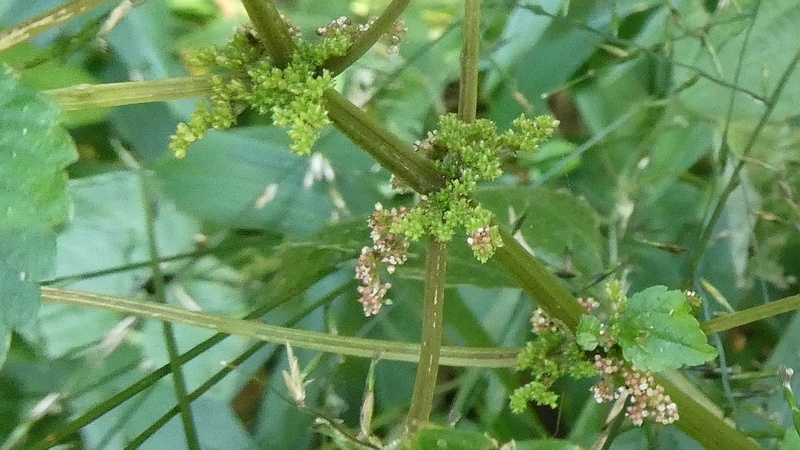 アオミズの花