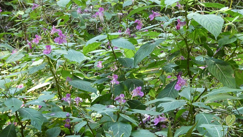 ツリフネソウの花