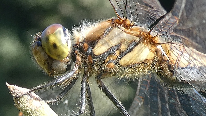 アキアカネ