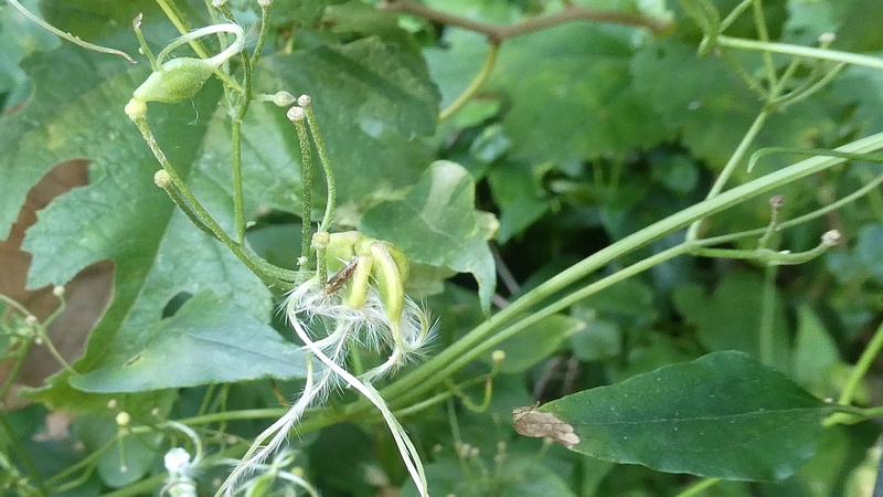 センニンソウの花後