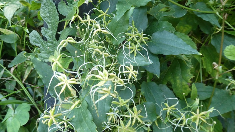 センニンソウの花後