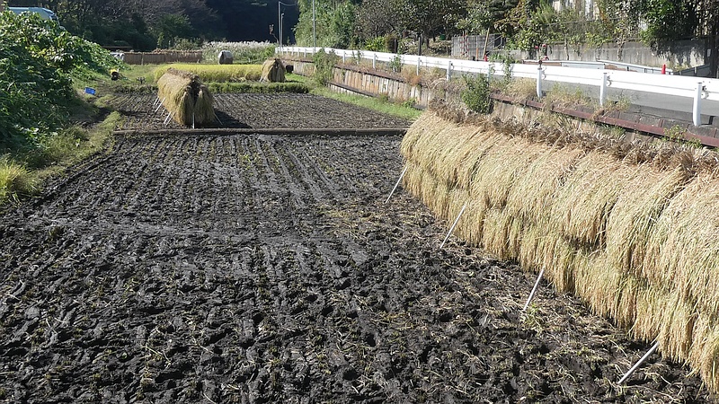 稲架掛け