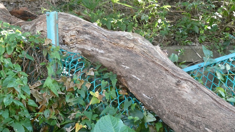 エノキの倒木