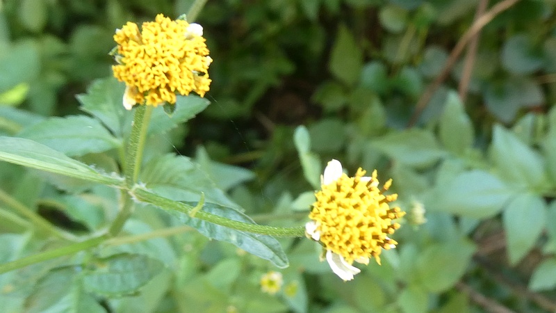 アイノコセンダングサの花