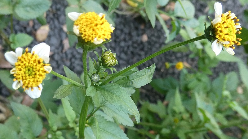 アイノコセンダングサの花