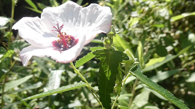 ヤノネボンテンカの花