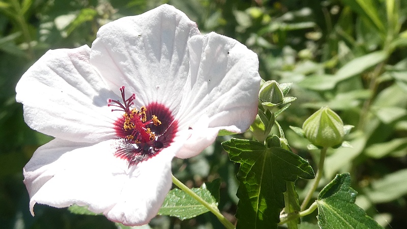 ヤノネボンテンカの花