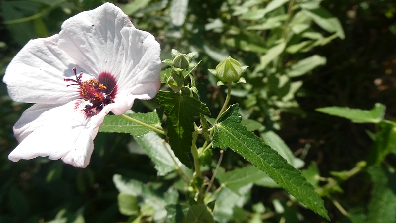 ヤノネボンテンカの花