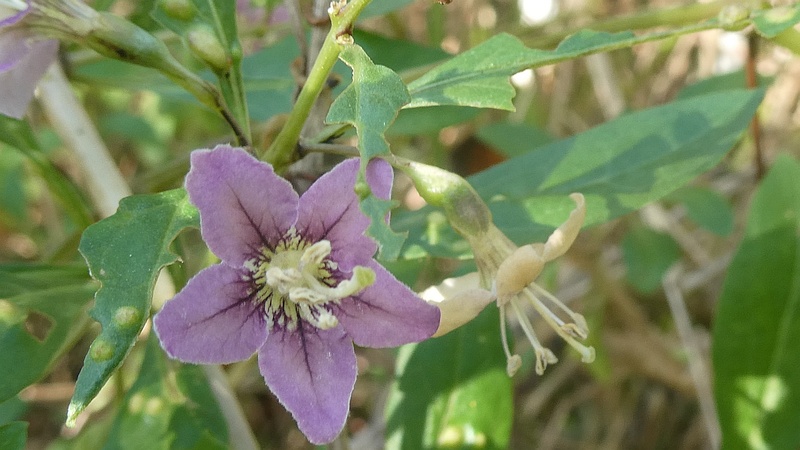 クコの花
