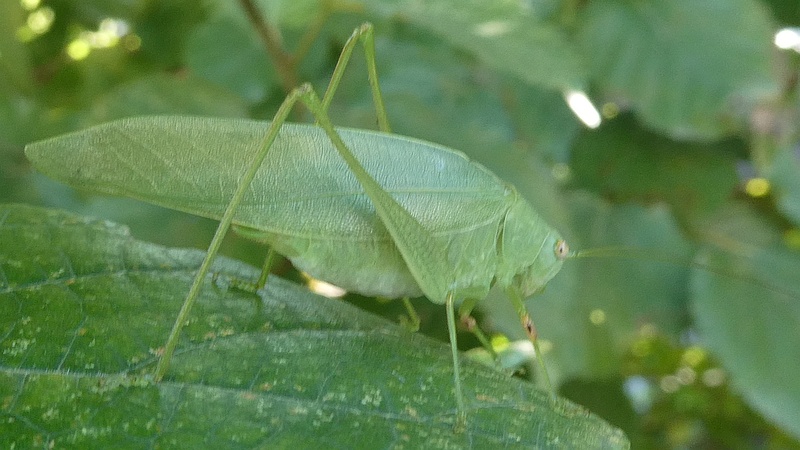 アカメガシワのヒメクダマキモドキ♀