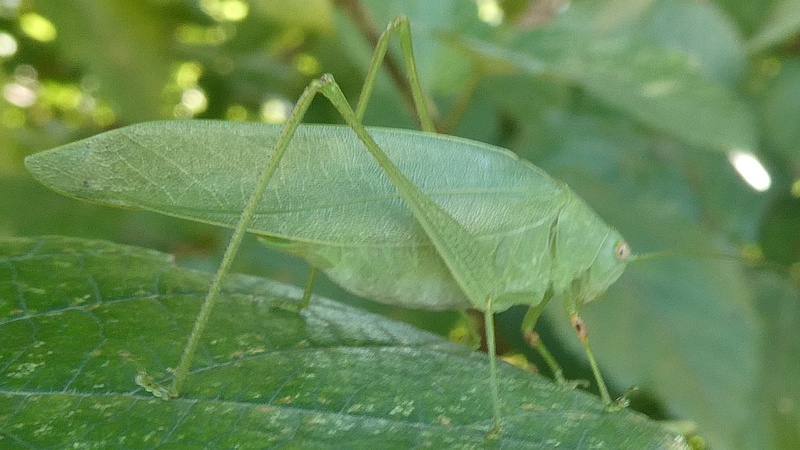 アカメガシワのヒメクダマキモドキ♀