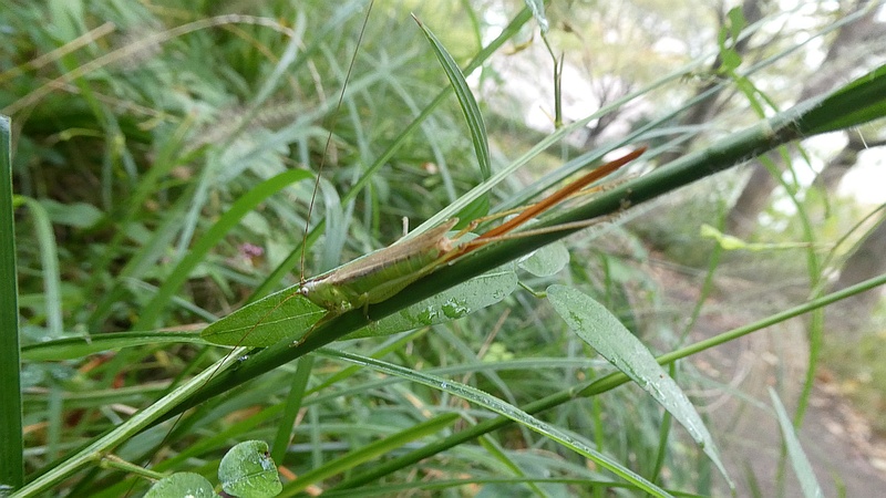 ススキのオナガササキリ♀