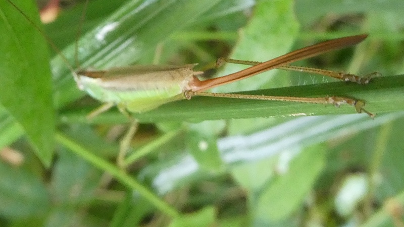 ススキのオナガササキリ♀