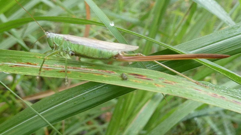 ススキのオナガササキリ♀